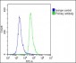 RAB12 Antibody (N-term)